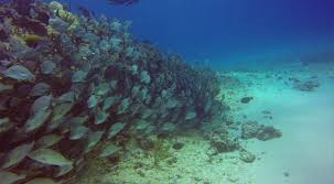 Image result for Surrey Aquanauts B S A C 0689