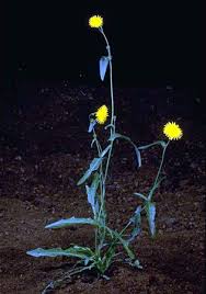 Attēlu rezultāti vaicājumam “Sonchus arvensis subsp. uliginosus flower”