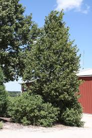 Attēlu rezultāti vaicājumam “Tilia americana”