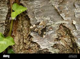 Attēlu rezultāti vaicājumam “Thyatira batis imago”