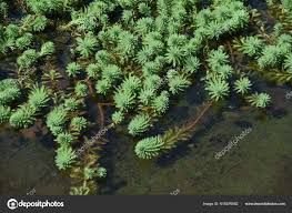 Attēlu rezultāti vaicājumam “Haloragaceae”