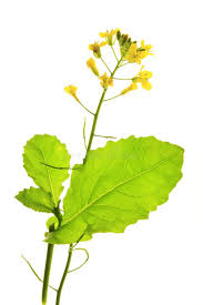 Attēlu rezultāti vaicājumam “Brassica napus flower”