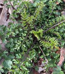 Attēlu rezultāti vaicājumam “Cardamine impatiens leaf”