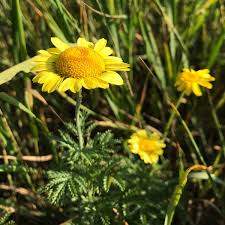 Image result for Färberkamille