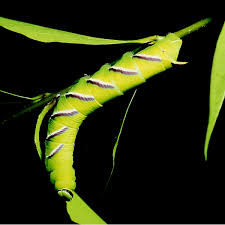 Attēlu rezultāti vaicājumam “Sphinx ligustri larva”