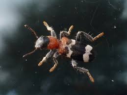 Attēlu rezultāti vaicājumam “Cleridae”