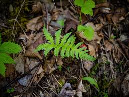 Attēlu rezultāti vaicājumam “Phegopteris connectilis”