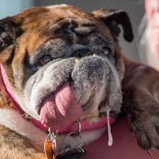 Image result for ugliest dog