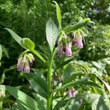 Image result for Symphytum officinale