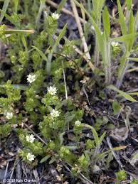 Attēlu rezultāti vaicājumam “Arenaria serpyllifolia flower”