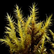 Attēlu rezultāti vaicājumam “Campylium stellatum”