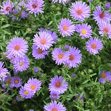 Image result for Aster novi-belgii