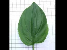 Attēlu rezultāti vaicājumam “Rhamnus cathartica leaf”