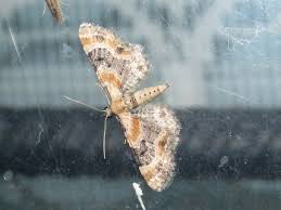 Attēlu rezultāti vaicājumam “Eupithecia linariata”