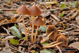 Attēlu rezultāti vaicājumam “Psathyrella pygmaea”