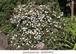 Attēlu rezultāti vaicājumam “Potentilla alba”