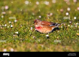 Attēlu rezultāti vaicājumam “Carduelis cannabina male”