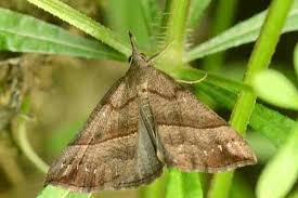 Attēlu rezultāti vaicājumam “Hypena proboscidalis”