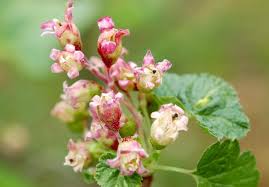 Attēlu rezultāti vaicājumam “Ribes nigrum”