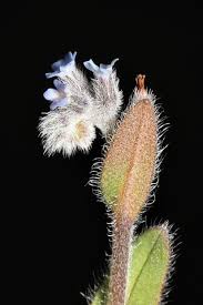 Attēlu rezultāti vaicājumam “Myosotis micrantha”