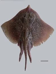 Image result for Raja clavata