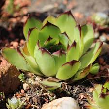 Image result for echtes Hauswurz