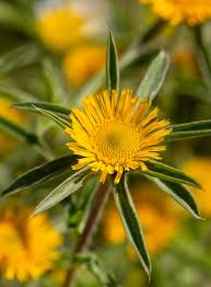 Attēlu rezultāti vaicājumam “Taraxacum”