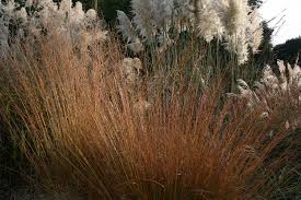 Attēlu rezultāti vaicājumam “Molinia caerulea fruit”