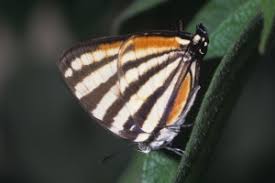 Attēlu rezultāti vaicājumam “Theclinae”