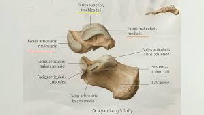 Image result for b%FD%E7ak anatomisi