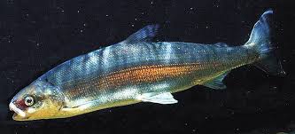 Image result for Coregonus huntsmani