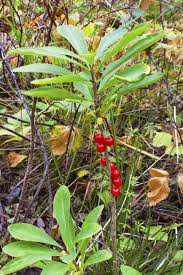 Attēlu rezultāti vaicājumam “Daphne mezereum fruit”