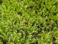 Attēlu rezultāti vaicājumam “Sciuro-hypnum”