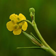 Attēlu rezultāti vaicājumam “Ranunculus flammula”