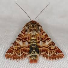 Attēlu rezultāti vaicājumam “Anarta myrtilli”