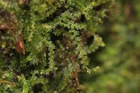 Attēlu rezultāti vaicājumam “Cladopodiella francisci macro”