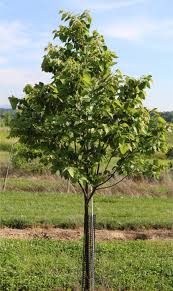 Attēlu rezultāti vaicājumam “Tilia americana”