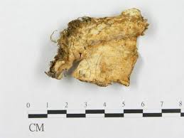 Attēlu rezultāti vaicājumam “Skeletocutis odora”