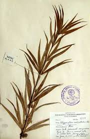 Attēlu rezultāti vaicājumam “Polygonatum verticillatum”