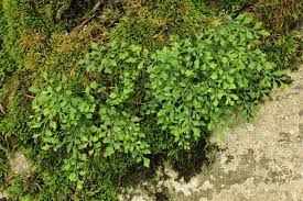 Attēlu rezultāti vaicājumam “Asplenium ruta-muraria”