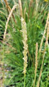 Attēlu rezultāti vaicājumam “Sesleria caerulea bud”