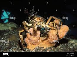 Image result for Hyas araneus