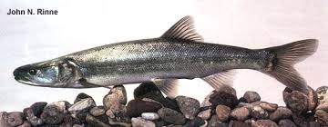 Image result for Ptychocheilus grandis