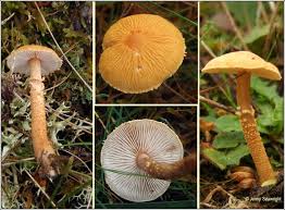 Attēlu rezultāti vaicājumam “Cystoderma amianthinum”