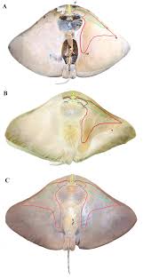 Image result for Gymnura micrura