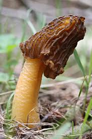 Attēlu rezultāti vaicājumam “Verpa bohemica”