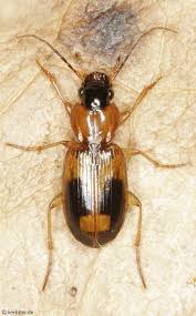 Attēlu rezultāti vaicājumam “Badister bullatus”