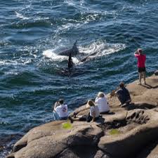 Image result for Birkenhead Victoria Cycling Club