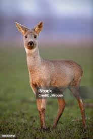 Attēlu rezultāti vaicājumam “Capreolus capreolus”