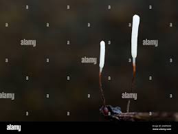 Attēlu rezultāti vaicājumam “Typhula erythropus”